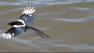 Close Up BlackBilled Magpie Flying Slow Motion [upl. by Ajuna]