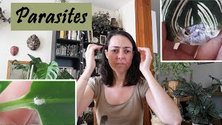 Comment Eliminer Naturellement les Parasites des Plantes Vertes [upl. by Marigolde]