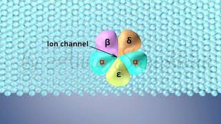 The Structure of Acetylcholine Receptors [upl. by Las769]