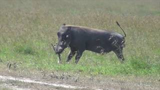 Warthog attacks newborn gazelle fawn [upl. by Htir]