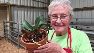 Repotting an Orchid [upl. by Davida]