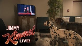 Do Dogs Take Orders From Donald Trump [upl. by Donavon]