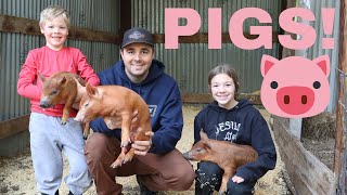 New BABY Pigs on the Farm [upl. by Picker]