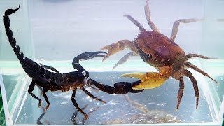 Crab vs Scorpion Underwater  Caranguejo vs Escorpião [upl. by Halonna]