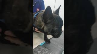 Dog with Brachycephalic Obstructive Airway Syndrome [upl. by Ignazio984]