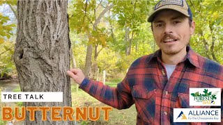 Tree Talk Butternut [upl. by Stockmon181]