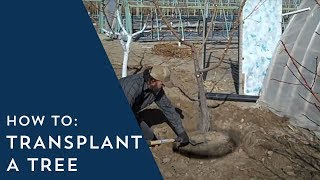 How to Transplant a Tree [upl. by Tingley]