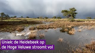 Uniek natuurverschijnsel op De Hoge Veluwe [upl. by Marylinda]