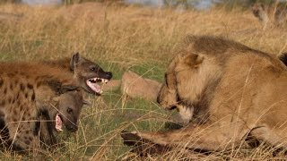 Lion vs Hyenas Original uncut epic battle [upl. by Oman]