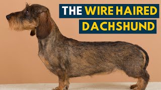 Wire Haired Dachshund Your Guide to This Rugged Hound Dog [upl. by Eedeed]