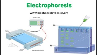 Electrophoresis Technique  Electrophoresis Biochemistry [upl. by Fredel]