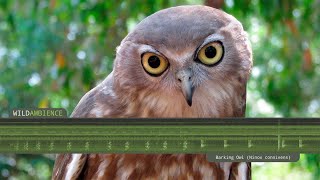 Barking Owl  Sounds amp Calls [upl. by Ado720]