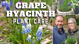 💜 Grape Hyacinth Care  Muscari armeniacum  SGD 361 💜 [upl. by Hurff615]