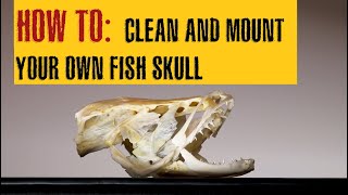 HOW TO CLEAN A FISH SKULL  Northern SNAKEHEAD fish skull [upl. by Standush884]