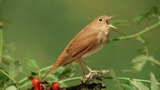 Nachtegaal  Common Nightingale singing [upl. by Lynus397]