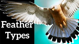 Types of Bird Feathers  Use Shape to Identify Feathers [upl. by Pepper]