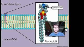 Cell Membranes [upl. by Ahsekam]