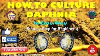 HOW TO CULTURE DAPHNIA In Easy Way [upl. by Magavern41]