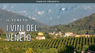 I vini del Veneto  Tannico Flying School [upl. by Dviad]