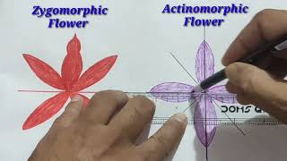 Actinomorphic amp Zygomorphic Flower [upl. by Arymahs739]