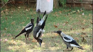 Australian Magpies Hanging Around  Part 1 [upl. by Gnol]