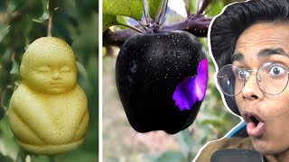 Most Expensive Fruits in the World [upl. by Haraj]