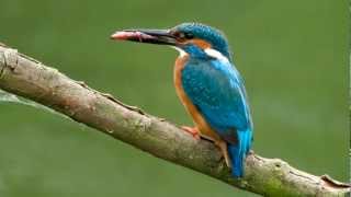 Kingfisher  BirdCall  bird song [upl. by Brantley]