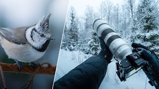 POV Nature Photography  Winter Birds amp Wildlife [upl. by Bonny]