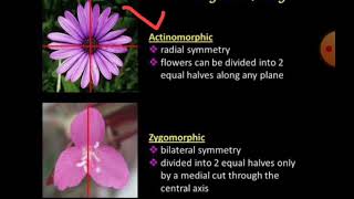 Actinomorphic amp Zygomorphic flowers NEET2024 [upl. by Philipson]