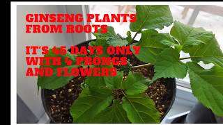 HOW TO GROW GINSENG ROOTS INDOOR [upl. by Curkell166]