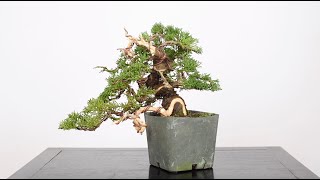 Shohin Juniper Bonsai from Cuttings Part 2  BonsaiU [upl. by Shaia]