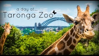 Taronga Zoo Sydney Australia [upl. by Kcinomod]