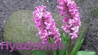 Hyazinthen pflege Pflanzen Standort Gießen Düngen Blüte vermehren Hyacinthus [upl. by Lavine]