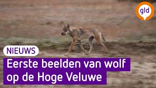 Beelden van de wolf op de Hoge Veluwe [upl. by Minier]