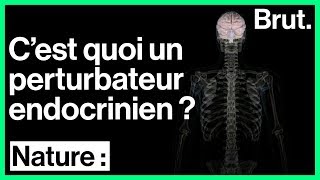 Cest quoi un perturbateur endocrinien [upl. by Yggam]