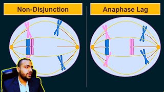 Anapahse Lag  Difference between Anaphase Lag and NonDisjunction Animated [upl. by Bergess]