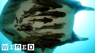 Everything You Need to Know About Those Fish That Attach to Sharks [upl. by Hulbig]