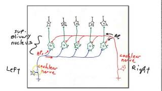 sound localization [upl. by Ahseem]