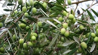 Growing the Table Olive Olea europaea [upl. by Georgetta]