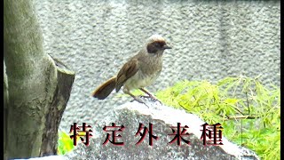 二子玉公園で初見のカオグロガビチョウGarrulax perspicillatus 地鳴き [upl. by Jochebed]