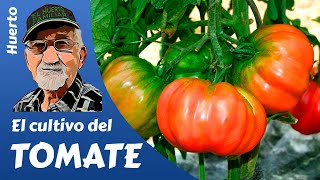 TOMATES COMO PLANTAR Y CULTIVAR TOMATES GROWING TOMATOES [upl. by Holt]