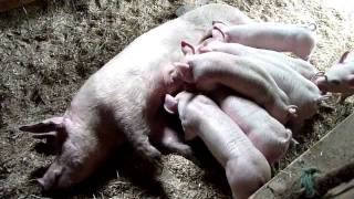 Piglets Feeding [upl. by Dirk]