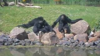 Stunning Siamang Vocal Performance [upl. by Ailisec]