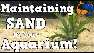 Maintaining A Sand Substrate In Your Aquarium KGTropicals [upl. by Nakah234]