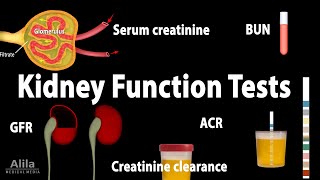 Kidney Function Tests Animation [upl. by Atiz]