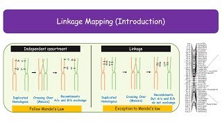 Linkage Mapping Genetic Mapping Animated [upl. by Skiba]