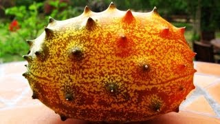 Kiwano  African Horned Melon Growing amp Tasting [upl. by Wyndham]