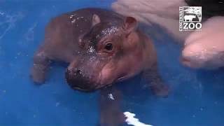 Baby Hippo Fiona  Episode 3 Bigger amp Better  Cincinnati Zoo [upl. by Elcarim]