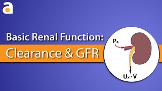 Basic Renal Function Clearance and GFR [upl. by Aserahs]