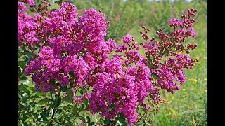 TOUT SAVOIR SUR LE LILAS D’ÉTÉ ET BIEN LE TAILLER Lagerstroemia [upl. by Anatlus]